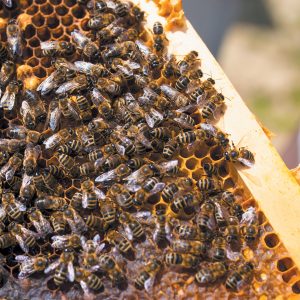 The Little  Bee Keeping Festival
