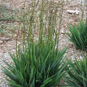 Black-anther Flax Lily