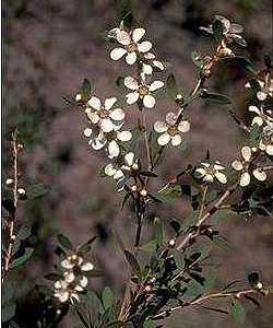 Coast Tea-tree