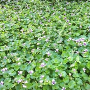 Ivy-leaf Violet