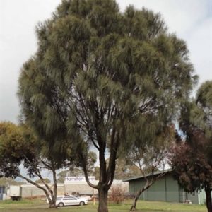 Drooping She-Oak