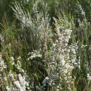 Prickly Tea-tree