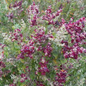 Seaberry Saltbush